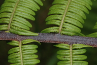 Diplopterygium pinnatum