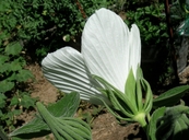 Hibiscus lasiocarpos var. occidentalis