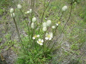 Anemone multifida ssp. multifida