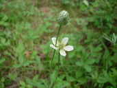 Anemone multifida ssp. multifida