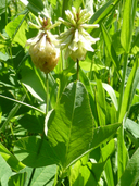 Photo of Trifolium howellii