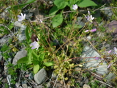 Montia parvifolia