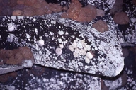 Subfossil eggs on a cave roof. The species has been extinct on the mainland of Mauritius for at least 300 years<br /><strong>Location:</strong> Black River gorges (Mauritius (Mascarenes), Mauritius)<br /><strong>Author:</strong> <a href="http://calphotos.berkeley.edu/cgi/photographer_query?where-name_full=Simon+J.+Tonge&one=T">Simon J. Tonge</a>