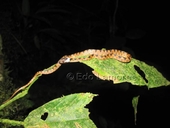 Juvenile Leptodeira septentrionalis (Northern cat-eyed snake) still showing the white coloration on the back of his head.<br /><strong>Location:</strong> Tirimbina rainforest (Costa Rica)<br /><strong>Author:</strong> <a href="http://calphotos.berkeley.edu/cgi/photographer_query?where-name_full=Edo+Lamoree&one=T">Edo Lamoree</a>