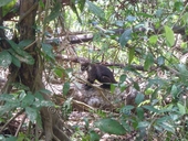 White-noased Coati