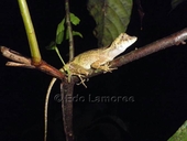 <strong>Location:</strong> Tirimbina rainforest (Costa Rica)<br /><strong>Author:</strong> <a href="http://calphotos.berkeley.edu/cgi/photographer_query?where-name_full=Edo+Lamoree&one=T">Edo Lamoree</a>