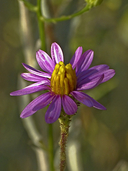 Common Sand Aster