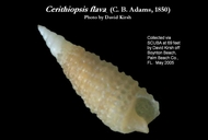 Cerithiopsis flava