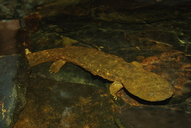 Cryptobranchus alleganiensis