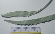 Pyrrocoma lanceolata