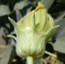 Cucurbita foetidissima