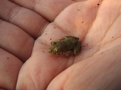 Mangrove Frog