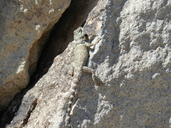 A juvenile Sceloporus poinsettii on rock wall.<br /><strong>Location:</strong> Hueco Tanks State Park (El Paso, Texas, US)<br /><strong>Author:</strong> <a href="http://calphotos.berkeley.edu/cgi/photographer_query?where-name_full=Vicente+Mata-Silva&one=T">Vicente Mata-Silva</a>