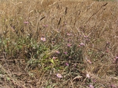 Corethrogyne filaginifolia var. californica