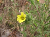 Coastal Tarweed