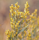 Artemisia cana ssp. bolanderi