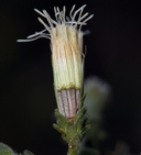 Brickellia microphylla var. microphylla