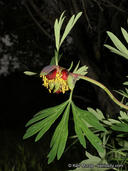 Paeonia californica