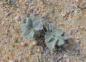 Pediomelum castoreum