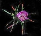 Clarkia williamsonii