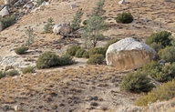 Canebrake Pictograph Site (California)