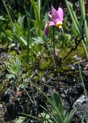 Primula pauciflora