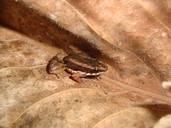 Allobates flaviventris