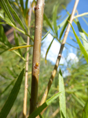 Salix melanopis