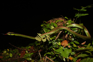 Dendrelaphis formosus