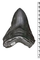 Carcharodon megalodon