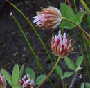 Trifolium longipes ssp. hansenii