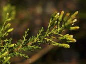 Ericameria ericoides