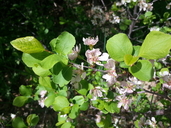 Prunus subcordata