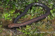 Pseudoeurycea lineola