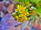 Ivesia lycopodioides var. lycopodioides