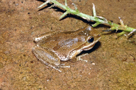 Pseudacris regilla