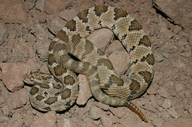 Baja California Rattlesnake