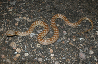 Slevin's Night Snake
