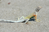Callisaurus draconoides