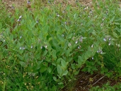 Mertensia paniculata