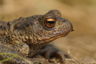 Bufo bufo