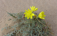 Yellow Desert Evening Primrose