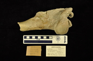 Diceratherium niobrarense