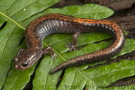 Plethodon cinereus