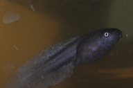 Cruziohyla craspedopus