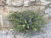 Oenothera hartwegii ssp. pubescens