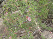 Mimosa borealis
