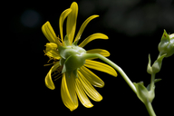 Silphium perfoliatum var. connatum