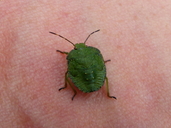 Green Shield Bug Juvenile
