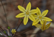 Triteleia ixioides ssp. scabra